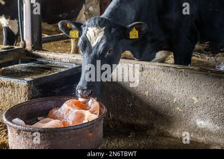 Bauravill, West Cork, Irland. 10. Februar 2023. Eine Kuh, die auf ihre Geburt wartet, leckt Steinsalz in den Schuppen von Crowley's Farm, Bauravilla. Kühe lecken Steinsalz, um ihre Ernährung zu ergänzen, um sicherzustellen, dass genügend Mineralien in der Nahrung vorhanden sind. Die Crowleys haben noch etwa 100 Kühe zum Abkalben. Kredit: AG News/Alamy Live News Stockfoto