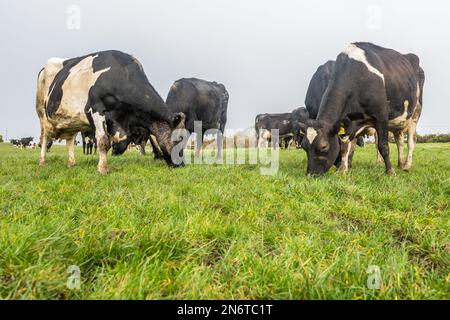 Bauravill, West Cork, Irland. 10. Februar 2023. Die Kühe der Milchbauerin Marguerite Crowley, die auf ihrem Hof in Bauravilla gekalbt haben, genießen ein Grasfeld. Die Crowleys haben noch etwa 100 Kühe zum Abkalben. Kredit: AG News/Alamy Live News Stockfoto