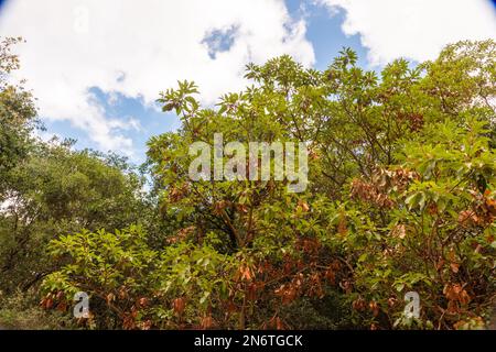 Baumstamm des Arbutus mit seiner schälenden rosa Rinde. Blick auf den Kziv-Fluss am Ende des mit Schwarz gekennzeichneten Weges, Montfort Nahal Kziv-Nationalpark, WestGaliläa, nördlicher Bezirk von Israel Stockfoto