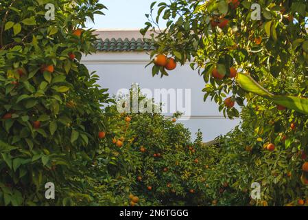 Die komplexe Architektur von Marrakesch, Marokko, wird inmitten des pulsierenden Grüns der Orangenbäume zum Leben erweckt. Stockfoto