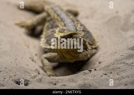 Eine Nahaufnahme einer süßen Agama-Eidechse, die im Sand krabbelt Stockfoto