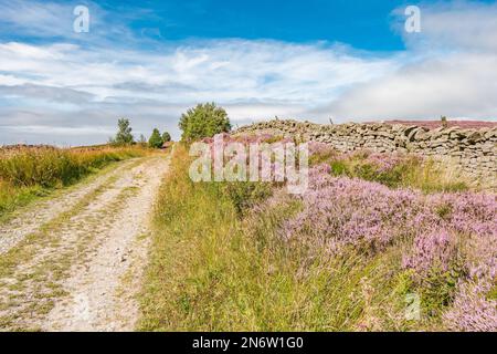 An der Botany Road, auch bekannt als „Eselspfad“, entlang der Südseite des Romaldkirk Moor über Mickleton, gibt es bunte Klumpen blühender Heather. Stockfoto