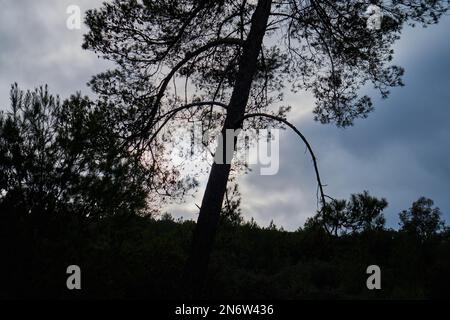 Bäume in einem marokkanischen Dschungel Stockfoto