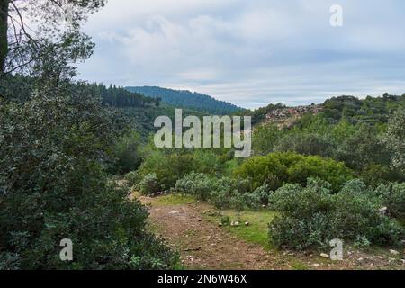 Bäume in einem marokkanischen Dschungel Stockfoto