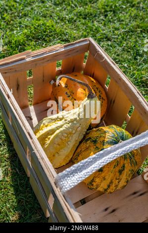 Holzkiste mit drei verschiedenen Kürbissen in verschiedenen Farben, Blick aus einem hohen Winkel Stockfoto