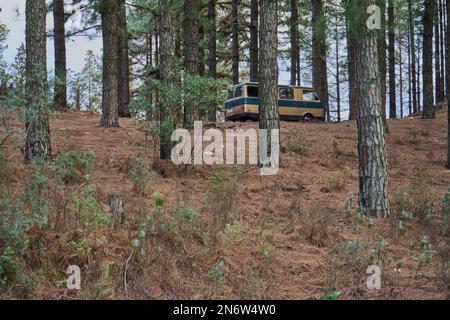 Bäume in einem marokkanischen Dschungel Stockfoto