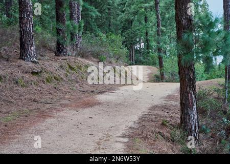 Bäume in einem marokkanischen Dschungel Stockfoto
