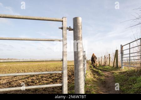 Flacher Fokus von entfernten Hundegängern, die auf einem öffentlichen Fußweg zwischen zwei angrenzenden Bauernhöfen zu sehen sind. Stockfoto