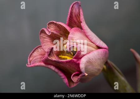 Studioaufnahme einer magentafarbenen Tulpenblume Makro mit großer Schärfentiefe. Stockfoto