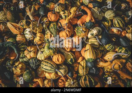 Kürbis Zierrippen Hintergrund, viele verschiedene Farben kleine Kürbisse liegen im oktober übereinander Stockfoto