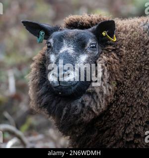 Porträt eines blauen texelschafes mit schwarz-weißem Gesicht und brauner Wolle mit Ohrmarken, England Stockfoto