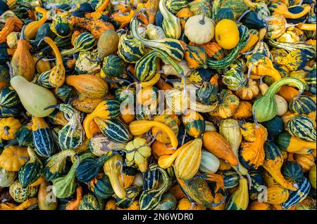 Kürbis Zierrippen Hintergrund, viele verschiedene Farben kleine Kürbisse liegen im oktober übereinander Stockfoto
