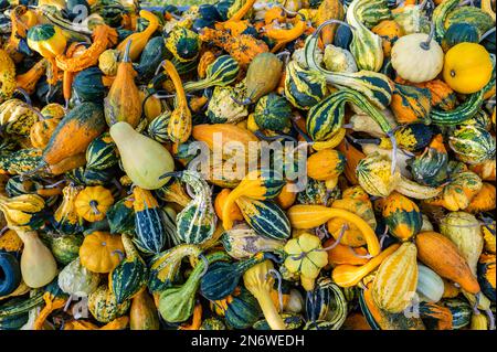 Kürbis Zierrippen Hintergrund, viele verschiedene Farben kleine Kürbisse liegen im oktober übereinander Stockfoto