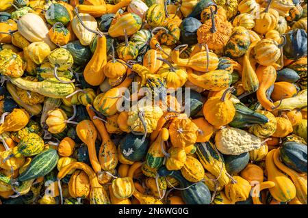 Kürbis Zierrippen Hintergrund, viele verschiedene Farben kleine Kürbisse liegen im oktober übereinander Stockfoto