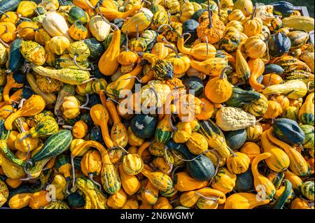 Kürbis Zierrippen Hintergrund, viele verschiedene Farben kleine Kürbisse liegen im oktober übereinander Stockfoto