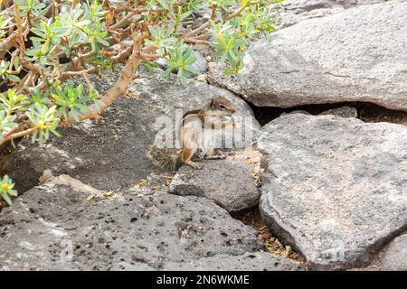 Eichhörnchen auf einem Felsen knabbern etwas Trockenobst. Fuerteventura, Kanarische Inseln. Stockfoto