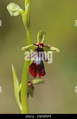Fliegenorchidee (Ophrys Insectifera) Nahaufnahme der Blume Estland Juni Stockfoto