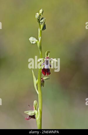 Fliegenorchid (Ophrys insectifera) Blütenspitze Estland Juni Stockfoto