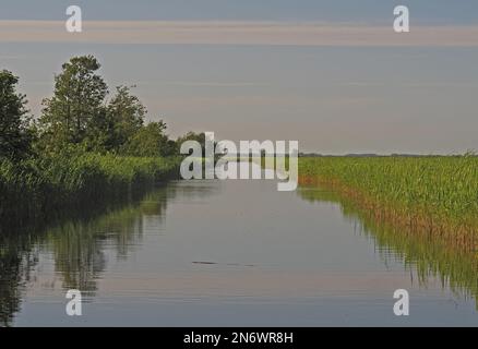 Blick entlang des Kanals im Reedbed Matsalu NP, Estland Juni Stockfoto