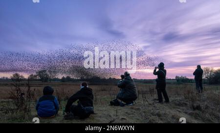 UK Wildlife: Menschen, die in den Ripon City Wetlands in North Yorkshire, England, ein riesiges Märchen von Sturnus vulgaris beobachten und fotografieren. Kredit: Rebecca Cole/Alamy Live News Stockfoto