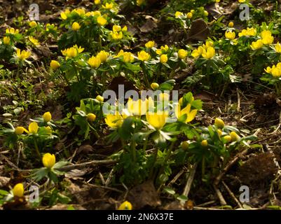 Akoniten im Waldgarten Stockfoto