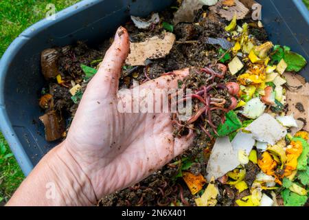 Würmer in einem Wurmkomposter mit Lebensmittelabfällen in der Hand halten Stockfoto