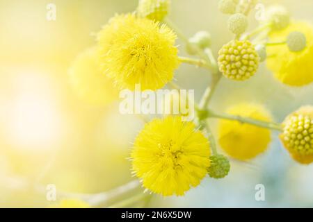 Blühende gelbe Mimosa Nahaufnahme auf hellem Hintergrund Stockfoto