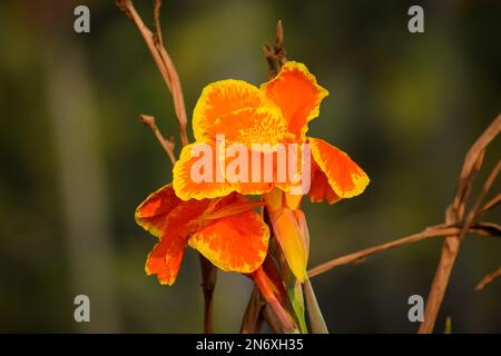 Eine Nahaufnahme einer wunderschönen feurigen orange-gelben Canna-Lilie auf einem verschwommenen Hintergrund in einem sonnigen Wald Stockfoto