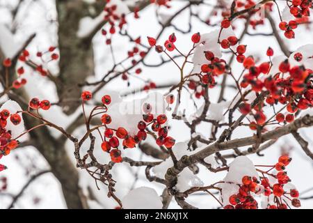 Hagebutten auf einem Busch im Winter, bedeckt mit Schnee. Stockfoto