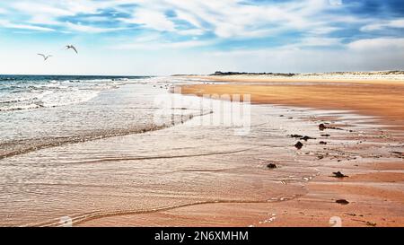 Seen fliegen über den Strand von Brora Stockfoto