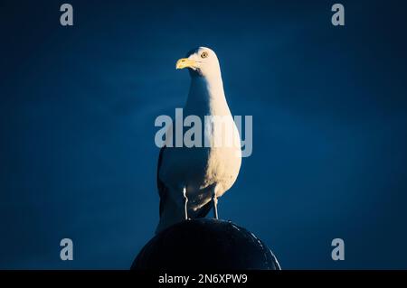 Möwe steht auf dem Lampenschirm an der Ostsee am Meer. Der Vogel blickt in den Sonnenuntergang. Das Gefieder in weiß und grau schwarz. Tierfoto von Seagu Stockfoto