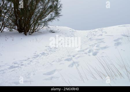 PATH Berg auf der „Schiena dell'Asino“ im Winter Ätna Nationalpark, ein Naturpfad zum Wandern entlang der „Valle del Bove“ zu Gipfelkratern, Sizilien, Ita Stockfoto