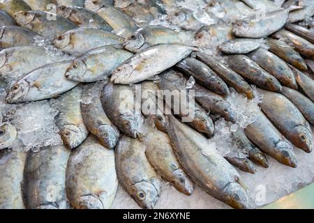 Kaninchenfisch, Fischmarkt im Mina District, alter Hafen von Doha, KatarQatar Stockfoto
