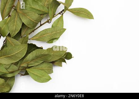 Ein Laurel-Ast, isoliert auf weißem Hintergrund. Zweig grüner Lorbeerblätter. Blätter von Laurus Nobilis, die beim Kochen als Gewürz verwendet werden. Kopierbereich für t Stockfoto