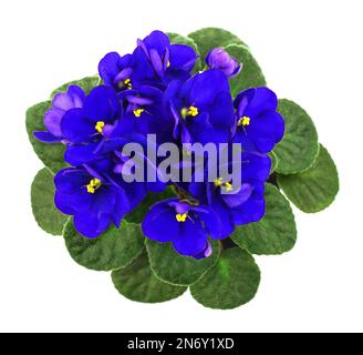 Schöne Zimmerpflanze in einem Topf. Violette Blume isoliert auf weißem Hintergrund. Stockfoto