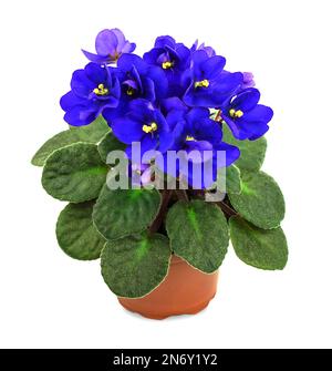 Schöne Zimmerpflanze in einem Topf. Violette Blume isoliert auf weißem Hintergrund. Stockfoto