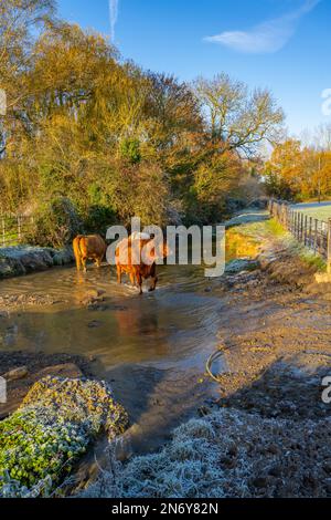 Kühe, die an einem frostigen Morgen einen Bach in den Feldern bei Margaretting Essex durchqueren Stockfoto