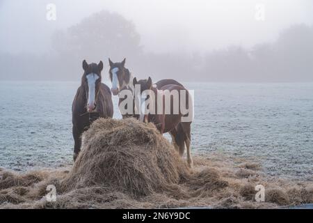 3 Pferde, die sich auf einem Feld in der Nähe von Margaretting Essex von Heu ernähren Stockfoto
