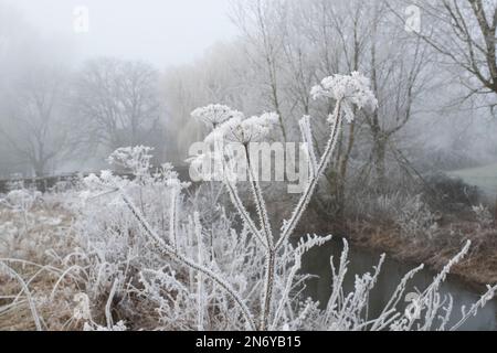 Gefrorene KuhPetersilie am Fluss cherwell in der landschaft von oxfordshire. Somerton, Oxfordshire, England Stockfoto