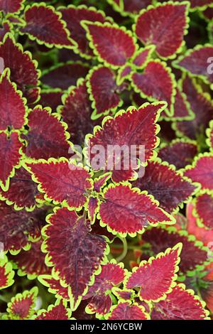 Erstaunliches tiefes Burgunderrot mit gelbgrünen Kanten Blätter von treuem Rusty Coleus Stockfoto