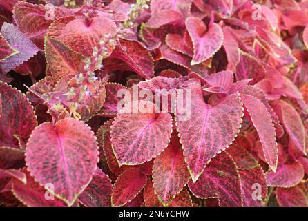 Atemberaubende „Wizard Velvet Red Coleus“-Pflanzen wachsen im Hinterhof Stockfoto