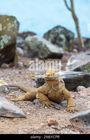 Einheimischer Santa Fe Land Iguana (Conolophus pallidus) Portrait, Santa Fe Insel, Galapagos Nationalpark, Ecuador. Stockfoto