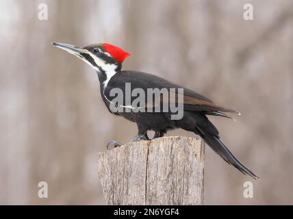 Pileated Specht Portrait sitzt auf einem Baumstamm in den Wald, Quebec, Kanada Stockfoto