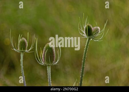 Abstraktes Bild von Teasels (Dipsacus) Stockfoto