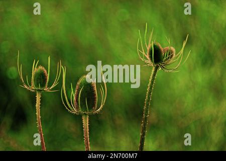 Abstraktes Bild von Teasels (Dipsacus) Stockfoto