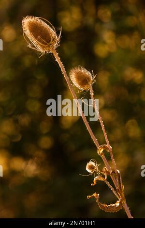 Abstraktes Bild von Teasels (Dipsacus) Stockfoto