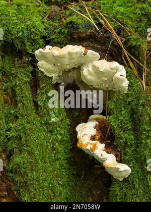 Fruchtkörper des Wurzelfäule-Pilzes (Heterobasidion annosum), der an einem alten Baumstumpf in einem Mischwald in North Somerset, England, wächst. Stockfoto