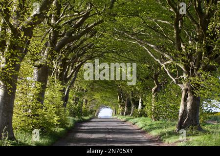 Eine Straße mit Buchenbäumen an der Howgare Road in Knowle Hill, südlich von Broad Chalke in Wiltshire. Stockfoto