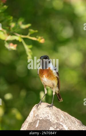 Europäisches Steinechat (Saxicola rubicola), das im Frühjahr auf einem Stein sitzt. Stockfoto