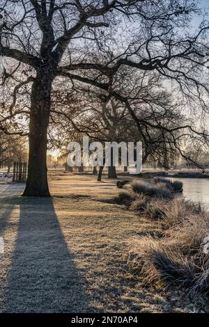 Lange Winterschatten an einem kalten, frostigen Morgen im Bushy Park bei London UK Stockfoto